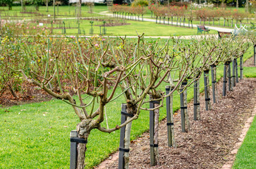 A well-maintained rose garden with rows of pruned rose bushes in their dormant winter state. The...