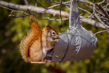 Red squirrel at homemade feeder