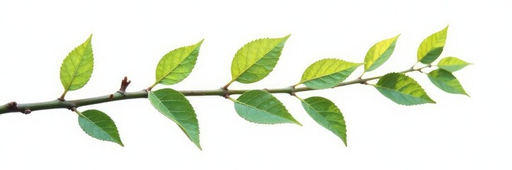 Obraz premium Delicate branch with tiny leaves isolated on white background, twigs, branches, nature