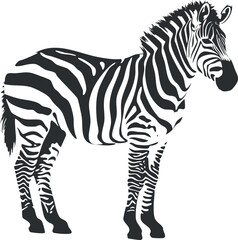 Obraz premium Monochrome illustration of a zebra with distinctive black and white stripes, standing in profile.