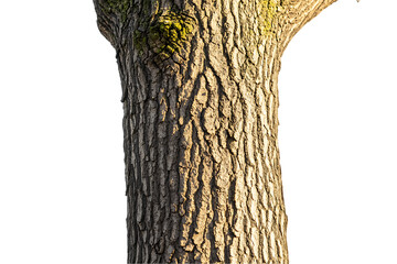 Close-up of sunlit mature tree trunk, textured bark detail, isolated on white