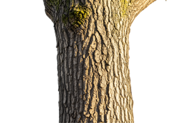 Close-up of sunlit mature tree trunk, textured bark detail, isolated on white