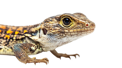 Fototapeta premium Detailed Close-Up Shot of Ibiza Wall Lizard on White Background