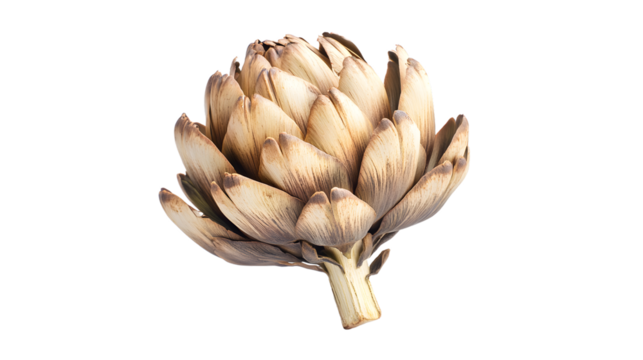 Fresh Artichoke on Display in Decatur GA Market - Professional Food Photography by Andrew Ko