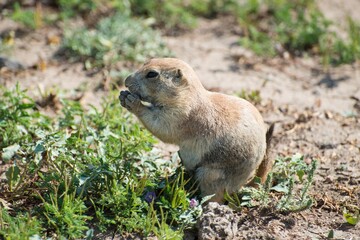 Prairie dog eating