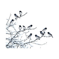 A Flock of Birds Flying in the Air Isolated on Transparent Background
