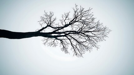 Obraz premium A solitary tree branch stretches towards a pale sky, embodying solitude and stark beauty