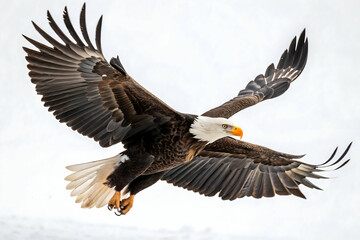 Fototapeta premium Bird Of Prey In Flight Against White Background of Sky,Majestic eagle soaring in the sky, cut out - stock png,a bird flying with wings spread,A finely crafted digital illustration of a bald eagle soar