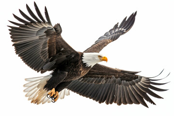 Obraz premium Bird Of Prey In Flight Against White Background of Sky,Majestic eagle soaring in the sky, cut out - stock png,a bird flying with wings spread,A finely crafted digital illustration of a bald eagle soar