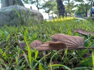 caterpillars on dry leaves
