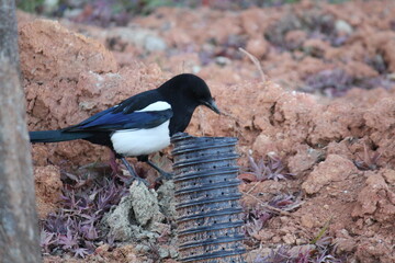 Image of a magpie searching for food on the Daecheongcheon Trail