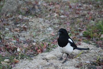 Image of a magpie searching for food on the Daecheongcheon Trail