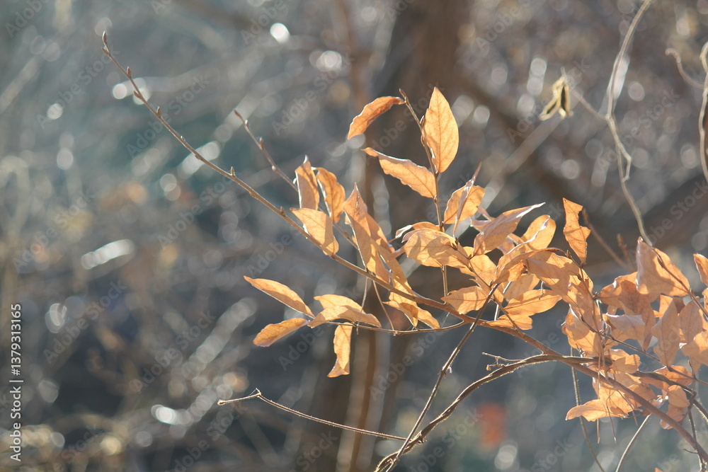 Canvas Prints image of beautiful maple trees in bloom along the daecheongcheon stream trail
