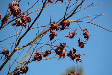 Image of beautiful maple trees in bloom along the Daecheongcheon Stream trail