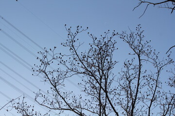 Image of trees blooming on the Daecheongcheon Stream trail in winter