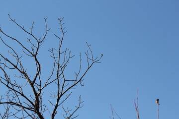 Image of trees blooming on the Daecheongcheon Stream trail in winter
