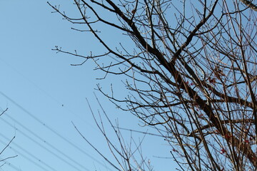 Image of trees blooming on the Daecheongcheon Stream trail in winter