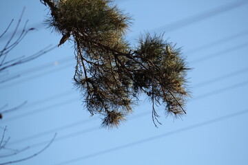 Image of trees blooming on the Daecheongcheon Stream trail in winter