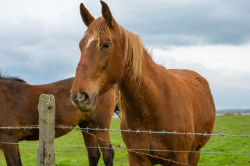 Fototapeta premium A brown horse is standing in a field next to a barbed wire fence