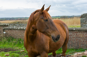Fototapeta premium A brown horse is standing in a field with a brick wall in the background