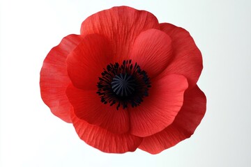 Red Poppy Flower Remembrance Day November 11 Tribute to Canadian Soldiers Veterans Freedom Sacrifice Commemorate Memorial Memory Isolation