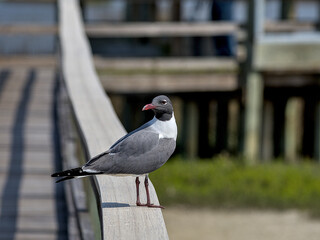 Laughing Gulls are summer visitors to the Northeast and year-round sights on the coasts of the Southeast and the Gulf of Mexico.