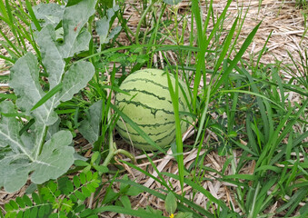watermelon growing in the field. watermelon on plantation	
