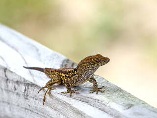 The brown anole, also known commonly as the Cuban brown anole, Bahaman anole, or De la Sagra's anole, is a species of lizard in the family Dactyloidae