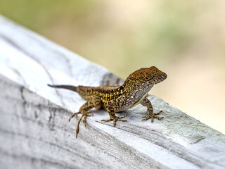 Naklejka premium The brown anole, also known commonly as the Cuban brown anole, Bahaman anole, or De la Sagra's anole, is a species of lizard in the family Dactyloidae