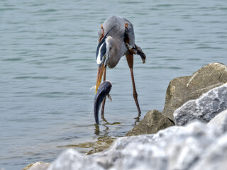 A great blue heron proudly showing off his catch of the day and channel catfish.