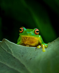 Red eyed tree frog