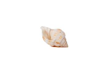 Close-up photo of a small, textured seashell with soft white and orange tones, resting on a clean white surface. Perfect for marine-themed projects, beach decor visuals, or educational materials about