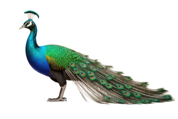 Fototapeta premium Vibrant Peacock PNG on transparent background