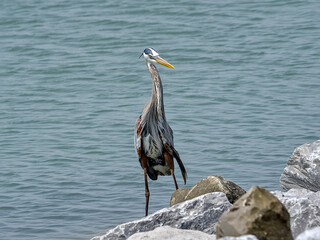 A great blue heron proudly showing off his catch of the day and channel catfish.