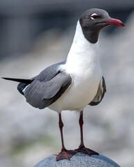 Laughing Gulls are summer visitors to the Northeast and year-round sights on the coasts of the Southeast and the Gulf of Mexico.