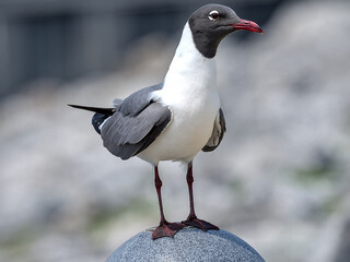 Laughing Gulls are summer visitors to the Northeast and year-round sights on the coasts of the Southeast and the Gulf of Mexico.
