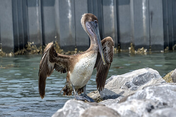 Brown Pelican is a comically elegant bird with an oversized bill, sinuous neck, and big, dark body....