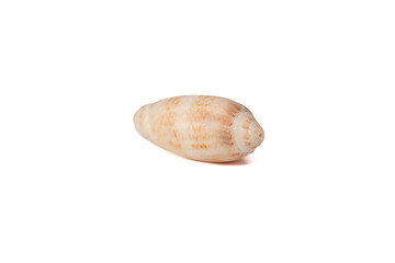 Natural spiral seashell with beige and orange marble texture on white