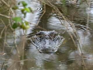 The American alligator is a large crocodilian with an armored body, short legs, a muscular tail and a long, rounded snout. 