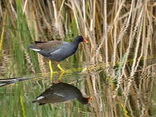 The common moorhen, also known as the waterhen, is a bird species in the rail family. It is distributed across many parts of the Old World, across Africa, Europe, and Asia.