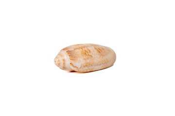 Smooth oval seashell with light beige and orange natural pattern