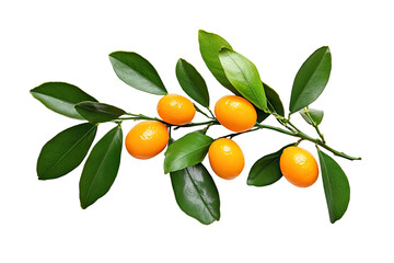 Kumquat Branch Image on transparent background