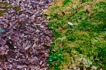 Contrast of decaying leaves and vibrant moss forest path nature photography outdoor ground level seasonal change