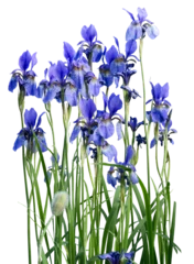 Fotobehang A group of blue iris flowers, Iris sibirica, blooming isolated on a transparent background © Marjatta