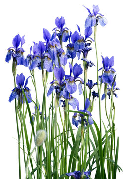 A group of blue iris flowers, Iris sibirica, blooming isolated on a transparent background