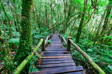 Obraz premium Exploring lush green forest trails nature walks scenic pathways tropical environment tranquil viewpoint