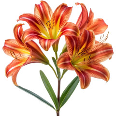 Obraz premium Vibrant Orange Lilies Close-up Photography of Beautiful Flowers