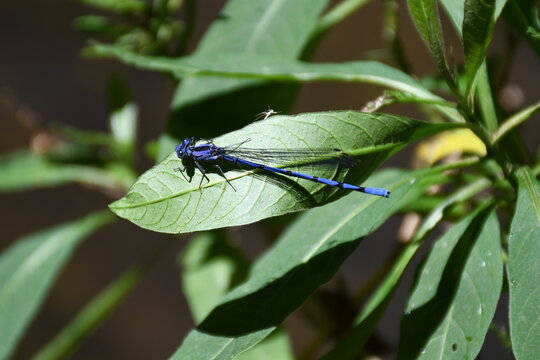 dragonfly on a leaf - Powered by Adobe