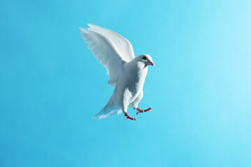 Beautiful white dove flying on light blue background