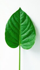 Obraz premium Single large leaf against plain white background, still life, simple, solitary